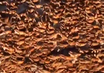 Cavallette in Sardegna, è emergenza: ecco i video Cavallette in Sardegna, è emergenza: ecco i video