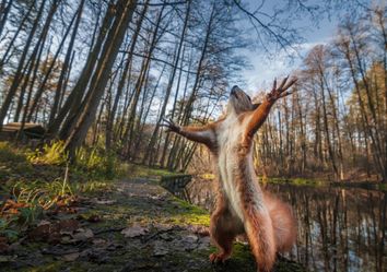Um terço da biodiversidade poderá desaparecer dentro de 50 anos Um terço da biodiversidade poderá desaparecer dentro de 50 anos