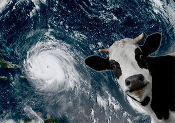 Vacas levadas pelo furacão Dorian voltam à terra firme nadando Vacas levadas pelo furacão Dorian voltam à terra firme nadando