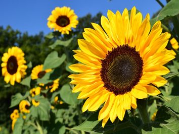 Hitzewelle in der neuen Woche! Hitzewelle in der neuen Woche!