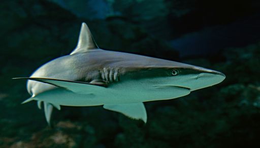 Tiburones con chip: el animal m&aacute;s temido del oc&eacute;ano ahora ayuda a predecir el clima