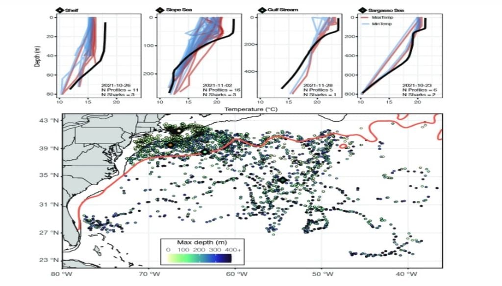 Tiburones estudio Ejemplos de perfiles de temperatura y profundidad derivados de tiburones en cuatro regiones, con la distribución de todas las ubicaciones de los perfiles transmitidos (octubre de 2021 a abril de 2022). Los paneles superiores comparan los perfiles derivados de las etiquetas dentro de una celda de cuadrícula de 1° × 1° en un día determinado. Imagen: Rosentiel School