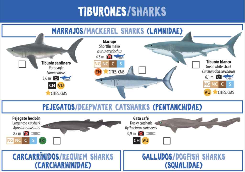 En la guía "Tiburones, rayas y quimeras del sur de Chile", de Fundación Oceanósfera, están listadas 22 especies de tiburones que viven en el sur de Chile.