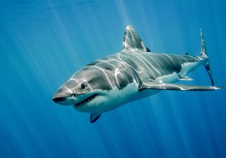 Tiburones de Chile: más de 50 especies habitan las aguas nacionales y algunas de ellas sufren grave peligro de extinción