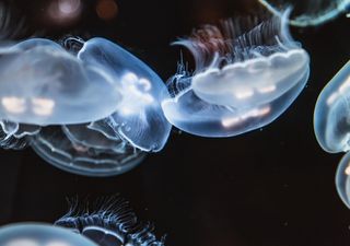 Tiefsee: Nur 0,001 Prozent bisher erforscht – so wenig wissen wir über das Leben am Meeresboden