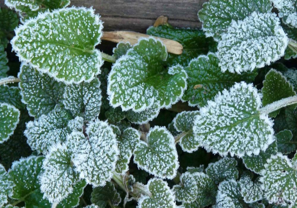 Heladas Agro Campo temperaturas