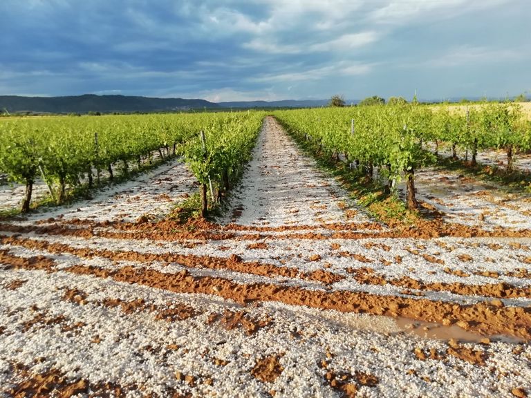Viñedo y granizada Viñedo y granizada