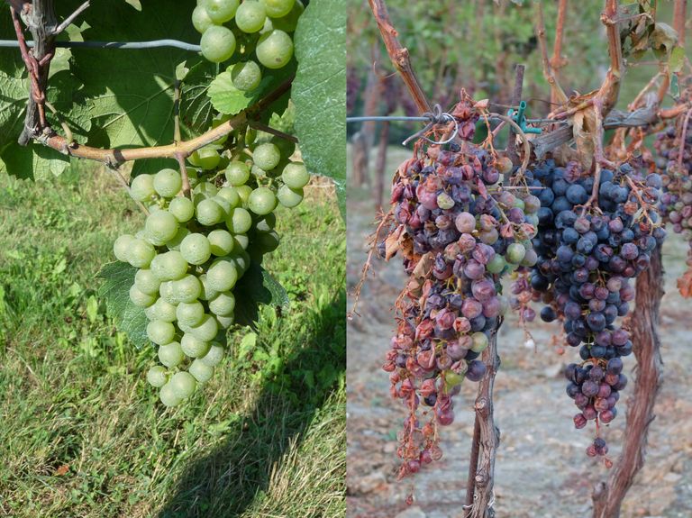 Uvas sanas y dañadas por granizo Uvas sanas y dañadas por granizo