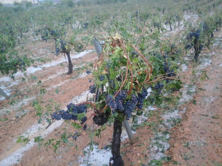 Vides dañadas por pedrisco Vides dañadas por pedrisco