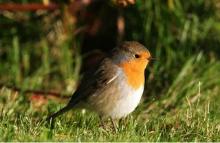 Tiempo espacial y pájaros: el sexto sentido