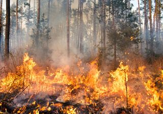 Veranos europeos muy calurosos están vinculados a las anomalías del agua dulce en el Atlántico Norte de años anteriores