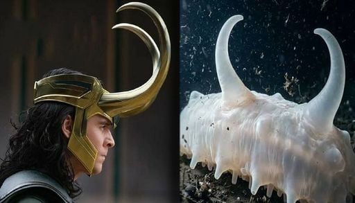 Tiene cuernos, parece extraterrestre y se llama Loki: las criaturas m&aacute;s extra&ntilde;as de las profundidades del Mar Argentino