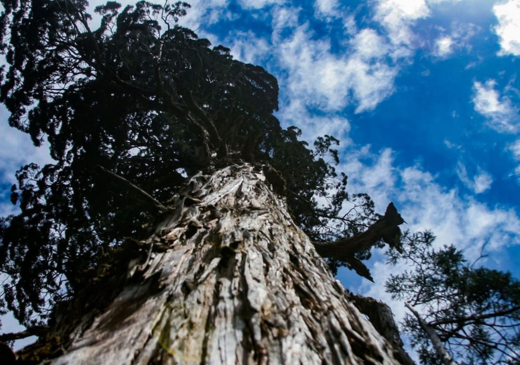 Alerce Abuelo Chubut Visitar el Alerce Abuelo, en el Parque Nacional Los Alerces, demanda una excursión en catamarán y un trekking. Esto le ha permitido mantenerse al resguardo. Foto: X @LNnaturaleza