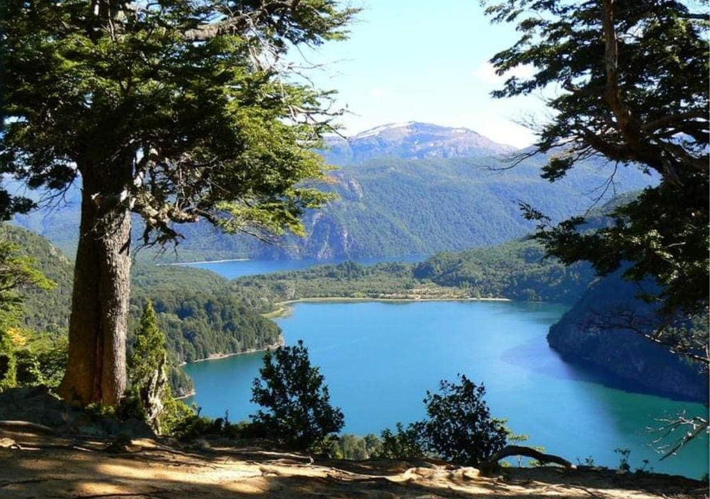 Alerce abuelo Parque los Alerces Chubut El alerce patagónico aumenta cerca de un milímetro por año en diámetro, lo que genera una madera muy resistente al ataque de hongos, insectos y procesos de pudrición. Foto: X @patagoniandina