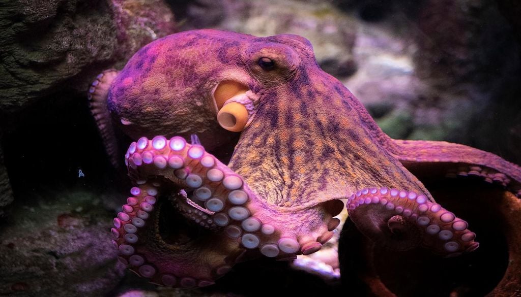 Pulpo Los pulpos han evolucionado por un camino muy distinto al humano, pero exhiben conductas propias de una inteligencia sofisticada. Su capacidad para aprender, camuflarse y resolver problemas los convierte en uno de los mayores enigmas del reino animal.