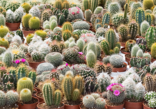 ¿Tienes este cactus en casa? Estas especies están en peligro de extinción y esta es la cifra de la multa
