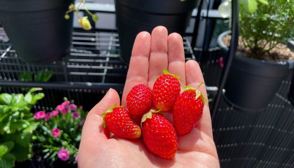Recoger las frutillas cuando están completamente maduras permite disfrutar mejor de su sabor y evita tener que cosechar frutos que todavía no han desarrollado todas sus características.