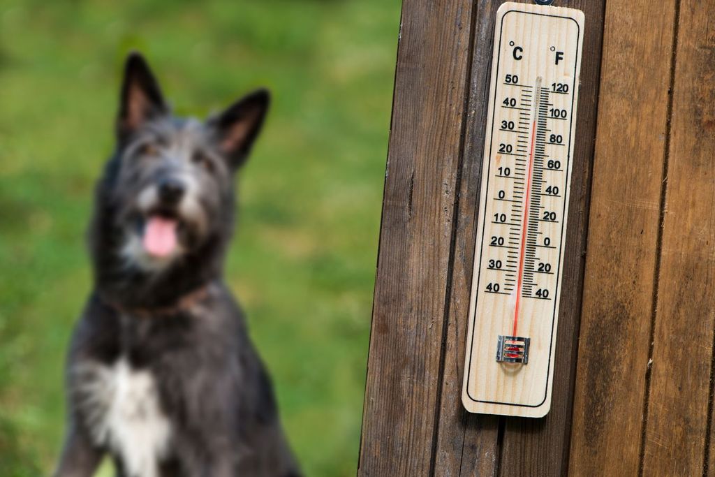 Golpe de calor en perros