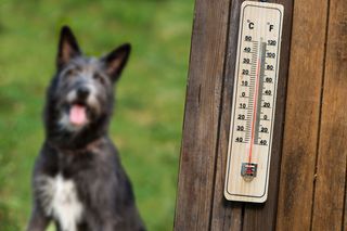 Tienes una mascota en casa ¡Cuidado! podrían sufrir golpe de calor