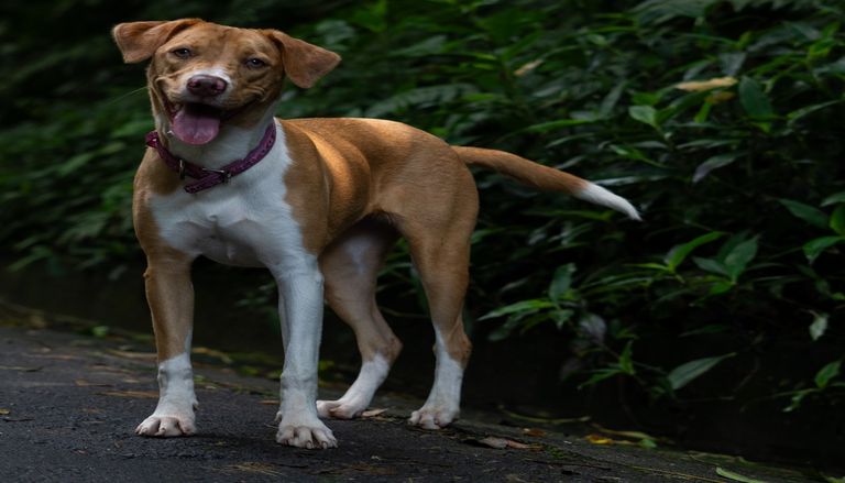 Tierarzt verr&auml;t es: Warum Hunde ihren eigenen Schwanz jagen
