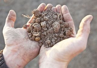 Tierras agotadas ¿Para cuándo la ley de protección de suelos en Chile?