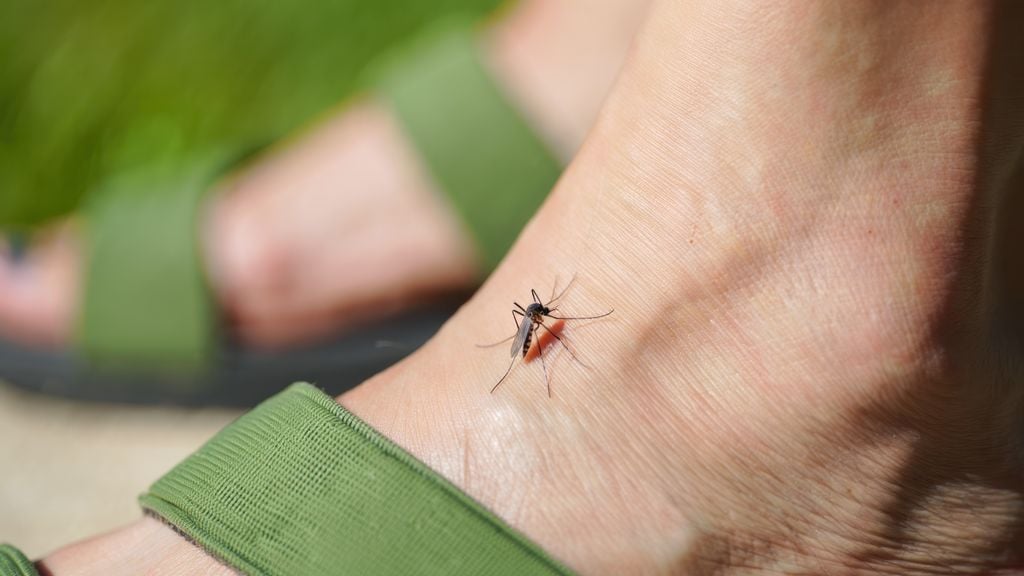 Tigermücken brauchen zum Überleben wenig Wasser und sind daher besonders lästig (Foto: Adobe Stock)