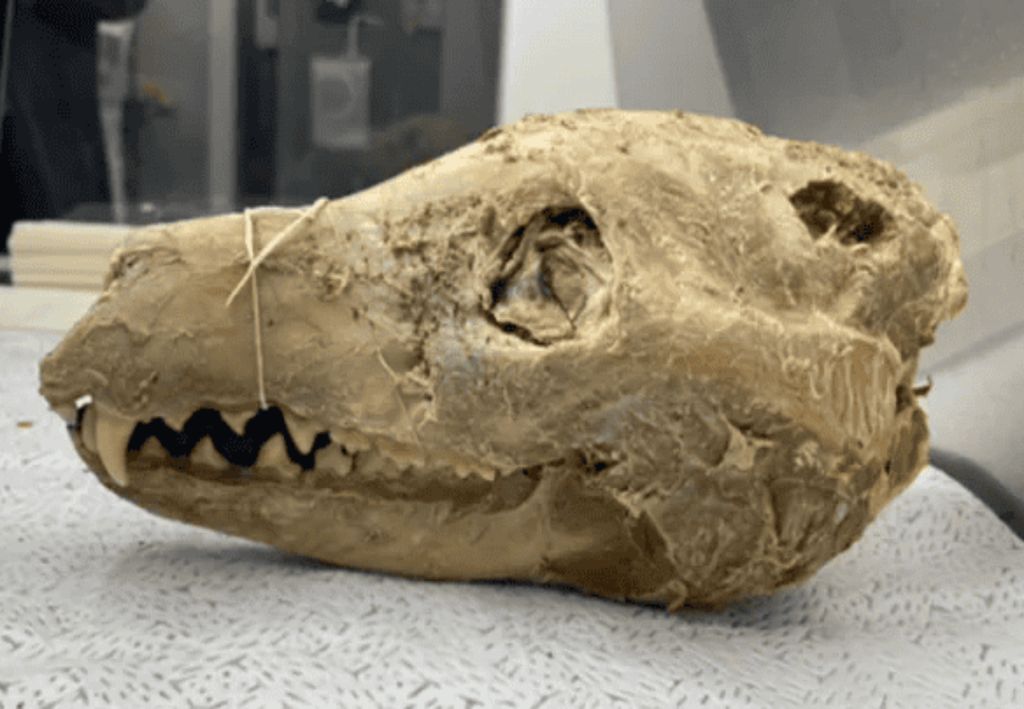 Crânio, tigre-da-tasmânia