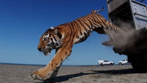 Tigre-siberiano &eacute; solto na natureza no Cazaquist&atilde;o quase 80 anos ap&oacute;s extin&ccedil;&atilde;o