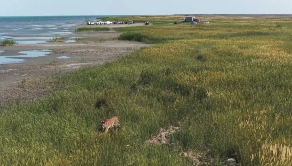 A região foi, historicamente, o ecossistema natural do tigre-do-cáspio, um dos maiores predadores da Ásia Central… - Veja mais em https://noticias.uol.com.br/meio-ambiente/ultimas-noticias/redacao/2026/08/07/cazaquistao-solta-tigre-na-natureza-quase-80-anos-apos-especie-ser-extinta.ghtm?shem=dsdf%2Csharefoc%2Cagadiscoversdl%2C%2Csh%2Fx%2Fdiscover%2Fm1%2F4&cmpid=copiaecola A região foi, historicamente, o ecossistema natural do tigre-do-cáspio, um dos maiores predadores da Ásia Central. Crédito: Divulgação/Governo do Cazaquistão