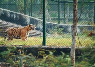 Tigres y otros felinos mueren en Vietnam por brote de gripe aviar: ¿hay el riesgo para otros mamíferos?