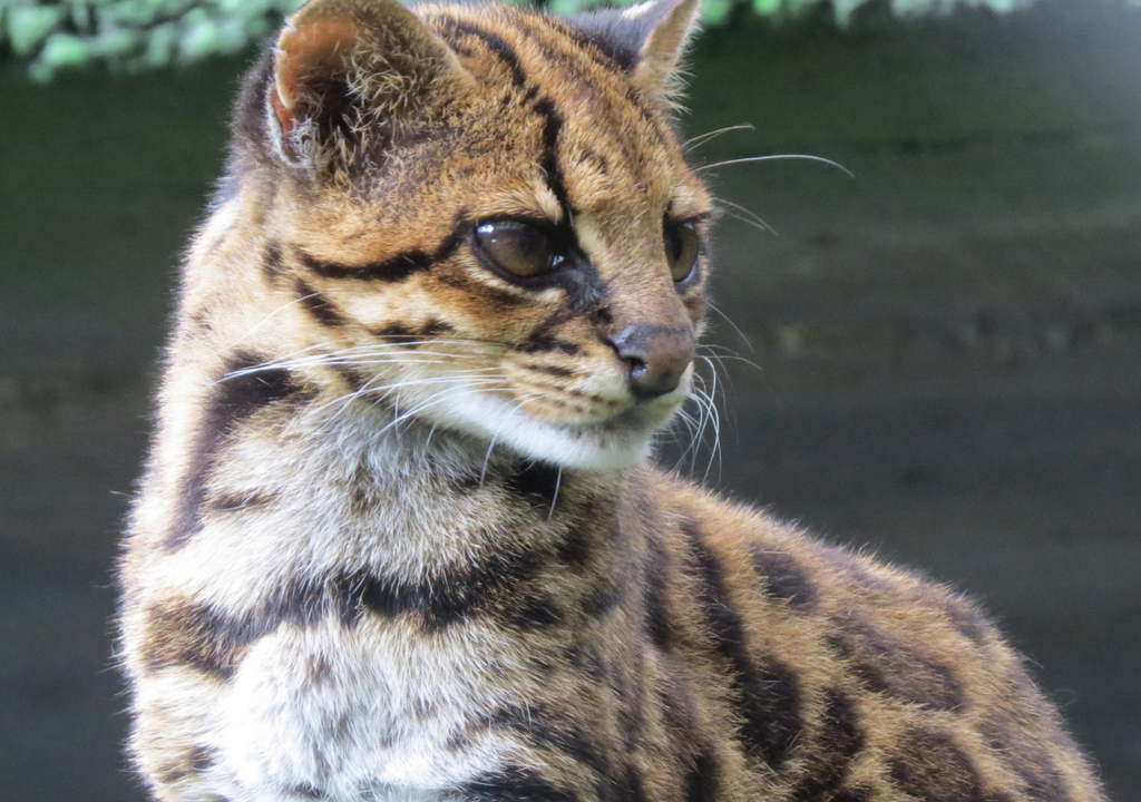 La nueva especie Leopardus padinoides o tigrillo nebuloso. Imagen: Catalina Sánchez-Lalinde.