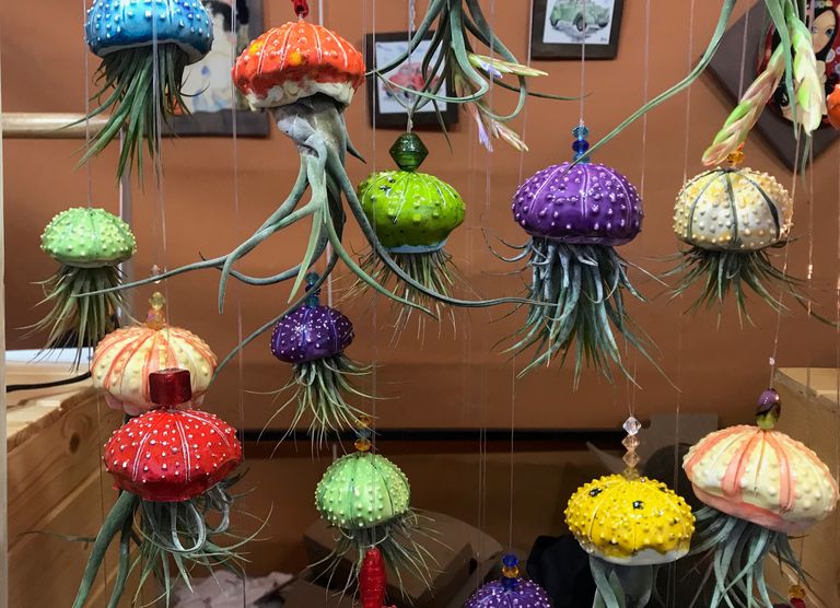Las tillandsias, las medusas del aire o, también llamadas, las plantas para vagos, son ideales para los entornos más húmedos. Las tillandsias, las medusas del aire o, también llamadas, las plantas para vagos, son ideales para los entornos más húmedos.