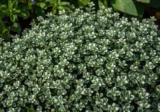 Timo limone: profumo intenso e foglie agrumate per cucinare piatti dal sapore autentico