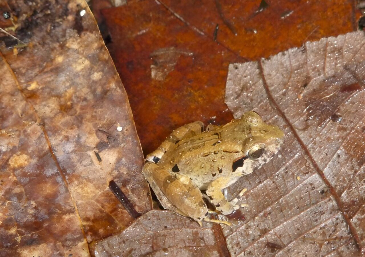 Spesies katak anjing kecil yang ditemukan di Indonesia termasuk yang terkecil di dunia