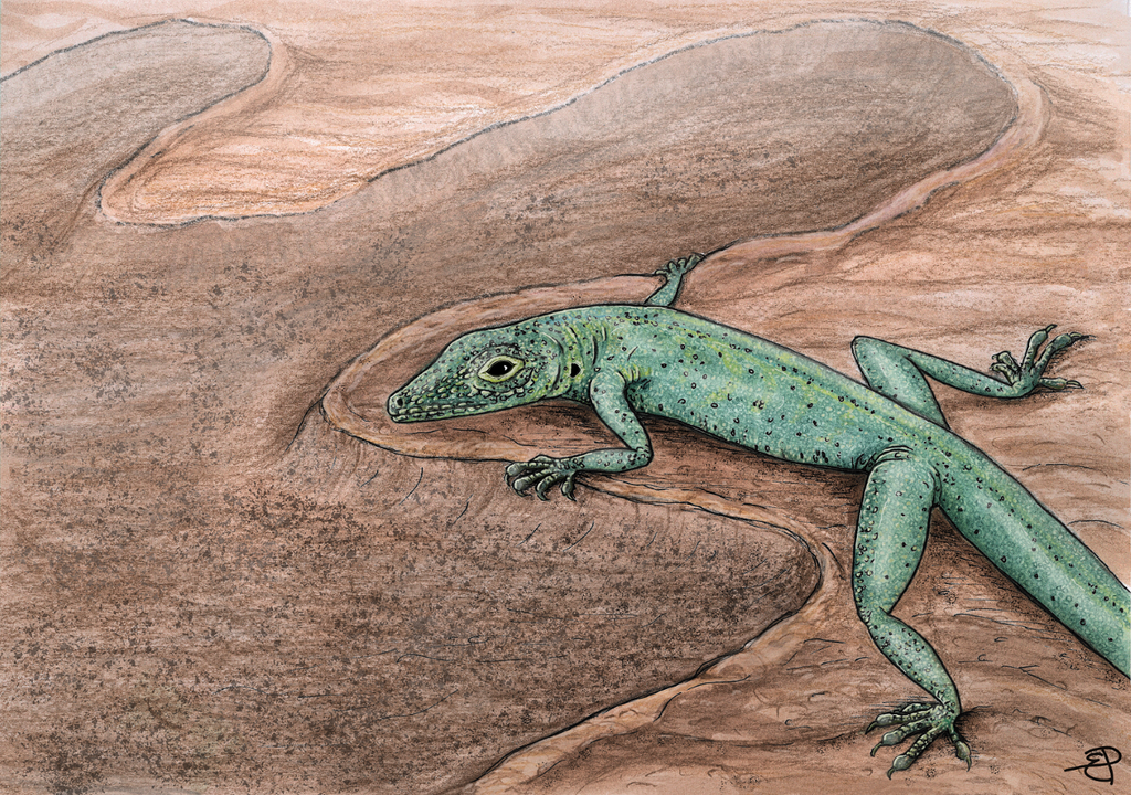 Tiny skeleton offers clues to lizard evolution