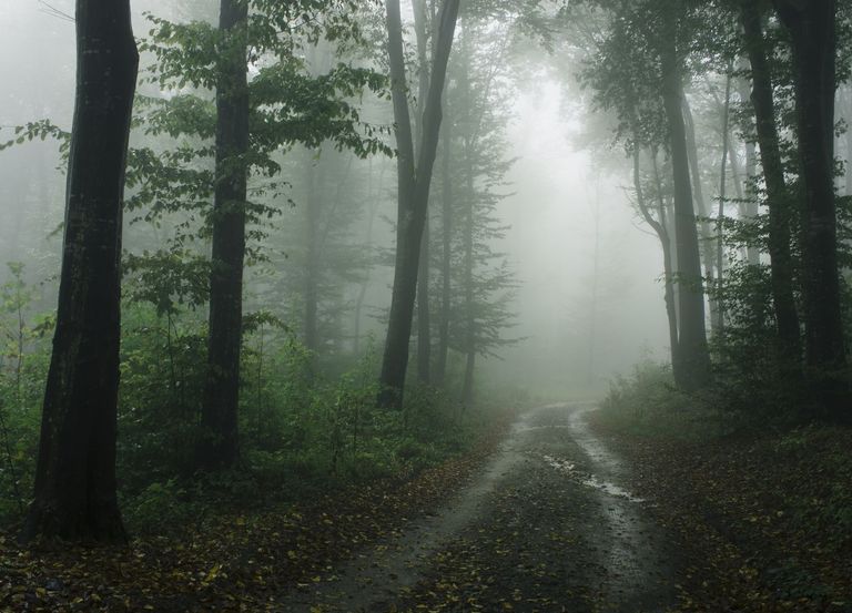 Niebla en un bosque Niebla en un bosque