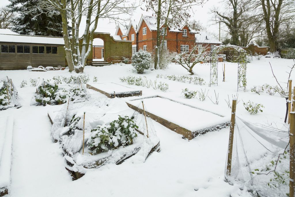 garden in winter