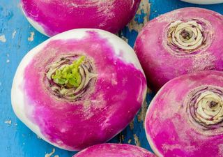 Tire os nabos da púcara e conheça os seus poderosos benefícios para a saúde