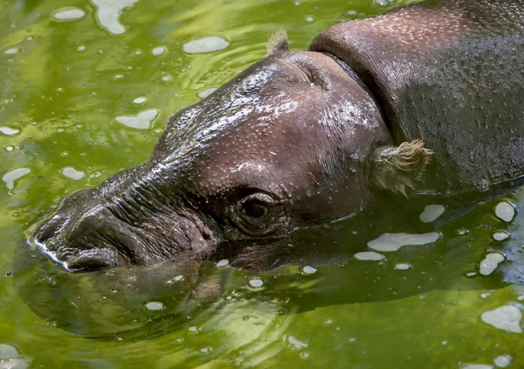 Tiwai Sierra Leona África Unesco Tiwai Sierra Leona África Unesco