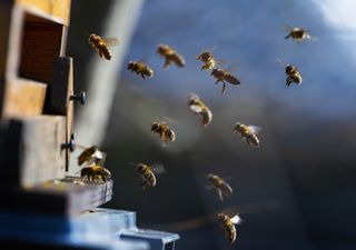 Todas as abelhas produzem mel?  Chile tem 450 espécies nativas