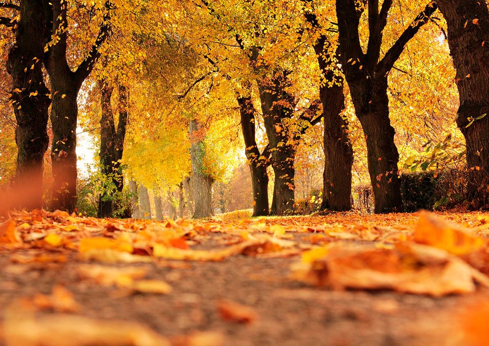 Otoño Otoño