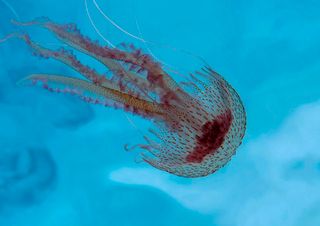 Todo lo que debes saber sobre las medusas