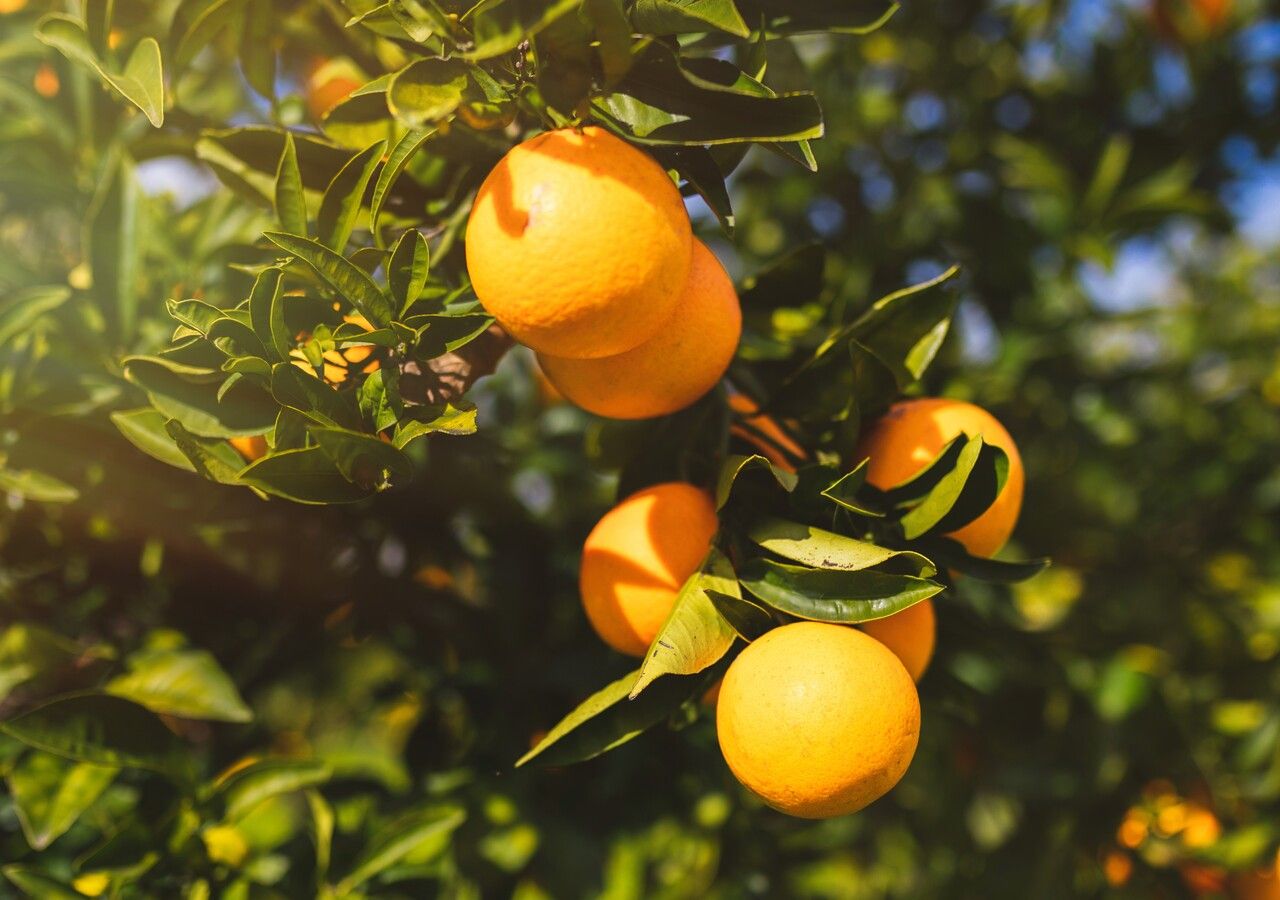 Las enfermedades del naranjo pueden avanzar rápidamente si no se detectan a tiempo. Un monitoreo regular del follaje, tronco y raíces es esencial para mantener el árbol sano y productivo.