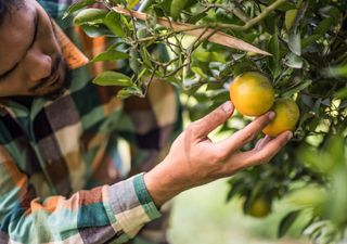 Todo lo que necesitas saber para combatir las enfermedades del naranjo. Expertos explican cómo combatir las plagas