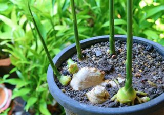 Todo lo que necesitas saber para plantar jengibre en casa: consejos, beneficios y cuidados