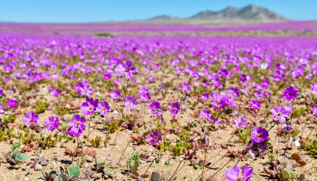 Desierto florido 2026. Durante el desierto florido, la flor para de guanaco tiñe extensas extensiones de tonos rosados.