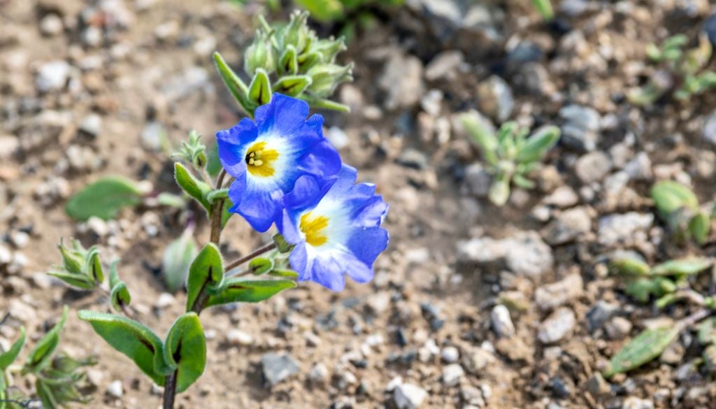 Suspiro azul. El suspiro azul es una flor que se puede ver durante el desierto florido.