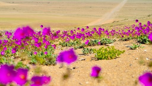 Todo lo que se sabe del Desierto Florido 2026: podr&iacute;a ser uno de los m&aacute;s grandes del &uacute;ltimo tiempo