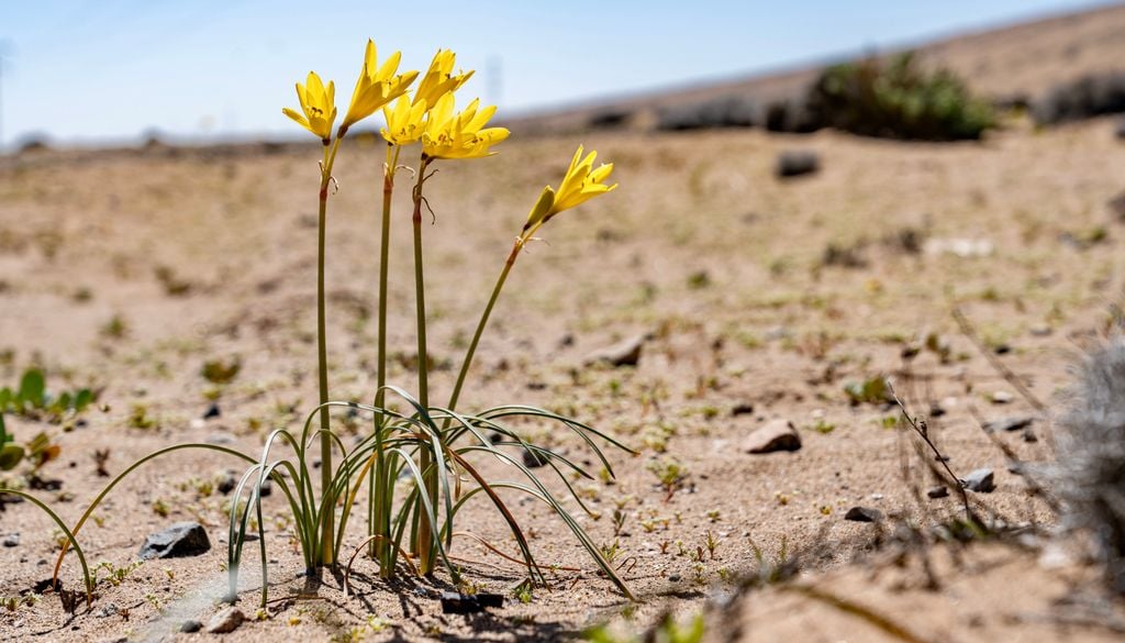Añañuca amarilla, desierto florido. La añañuca amarilla es considerada una de las más hermosas del desierto florido.