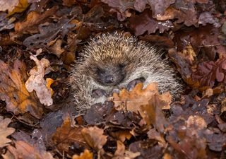 Todo sobre hibernación: ¡Descubre el increíble animal que hiberna en Chile!